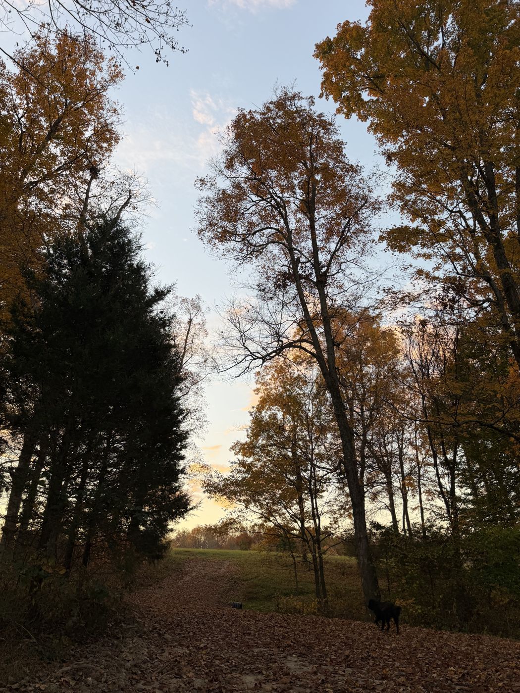 A tree-lined gravel lane in autumn light, with a black dog in the distance